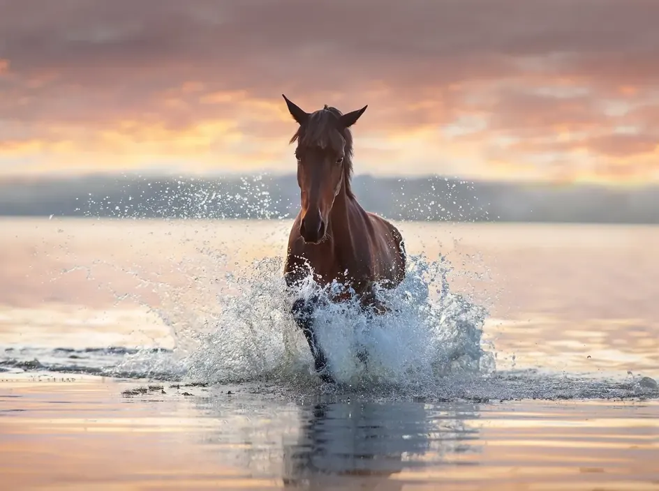 Goldene Stunde: Reiten & Kamelritt an der Küste — 2
