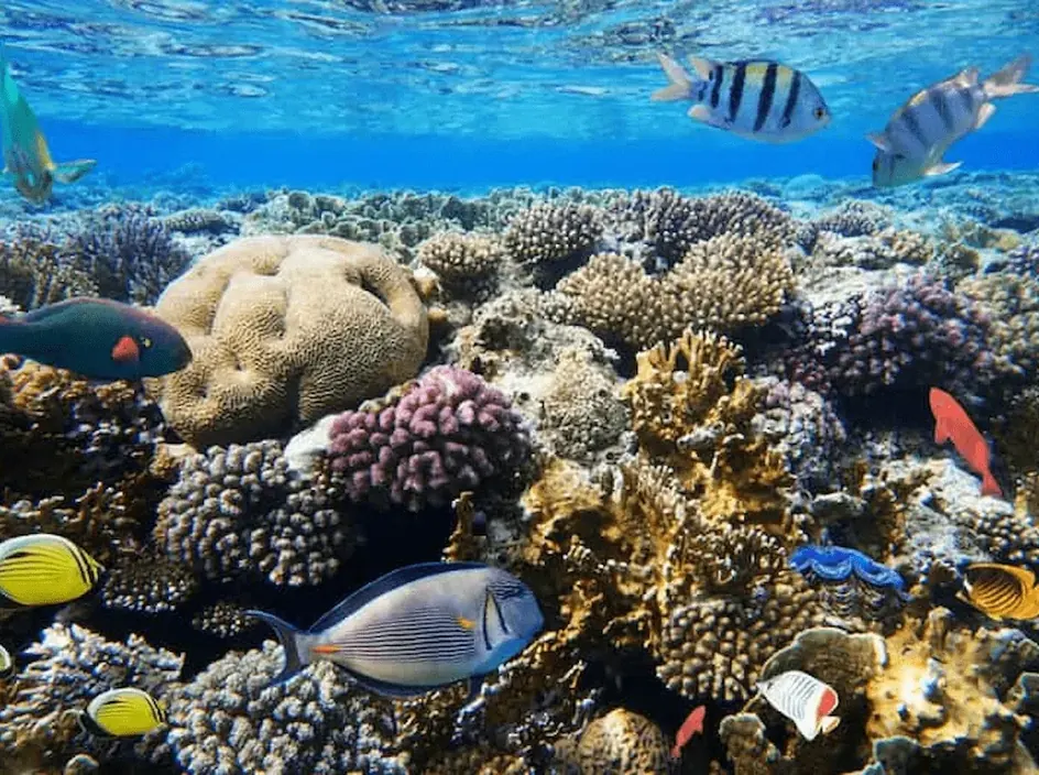 Reef Snorkeling Trip